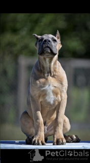 Foto №4. Ich werde verkaufen cane corso italiano in der Stadt Belgrad. züchter - preis - verhandelt