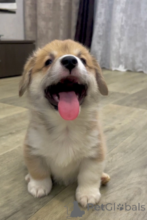 Foto №4. Ich werde verkaufen mischlingshund in der Stadt Irkutsk. vom kindergarten, züchter - preis - 647€