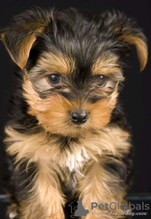Foto №3. Der auf Toilette geschulte Tierarzt überprüfte den Yorkshire Terrier. USA