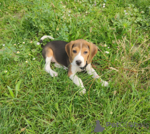 Foto №1. beagle - zum Verkauf in der Stadt Братислава | verhandelt | Ankündigung № 20978