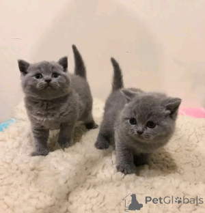 Foto №2 zu Ankündigung № 161342 zu verkaufen britisch kurzhaar - einkaufen Estland quotient 	ankündigung