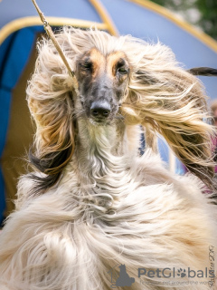 Foto №1. afghanischer windhund - zum Verkauf in der Stadt St. Petersburg | verhandelt | Ankündigung № 9040