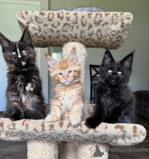 Foto №3. XL Maine Coon Kätzchen zu verkaufen TICA registriert!. Kanada