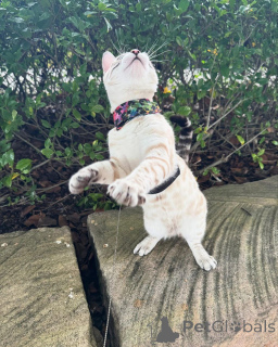 Foto №2 zu Ankündigung № 152739 zu verkaufen bengal katzenrasse - einkaufen Schweiz quotient 	ankündigung