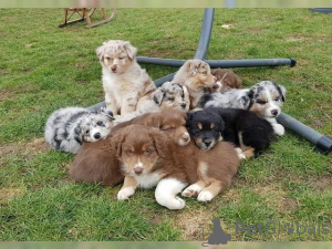 Foto №1. australian shepherd - zum Verkauf in der Stadt Berlin | Frei | Ankündigung № 126741