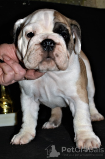 Foto №3. englische Bulldogge. Russische Föderation