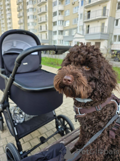 Foto №2 zu Ankündigung № 144856 zu verkaufen labradoodle - einkaufen USA züchter