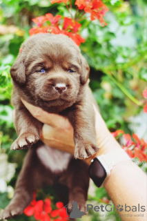 Foto №2 zu Ankündigung № 57518 zu verkaufen labrador retriever - einkaufen Deutschland vom kindergarten