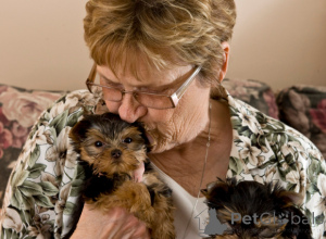 Foto №2 zu Ankündigung № 144935 zu verkaufen yorkshire terrier - einkaufen Österreich quotient 	ankündigung