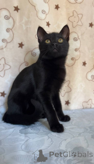 Foto №3. Schöne Katze Mystic. Weißrussland