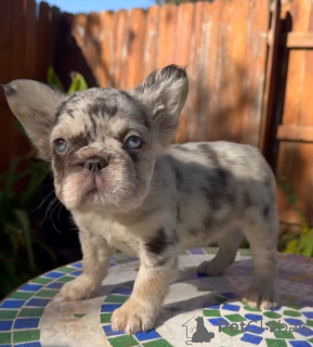 Foto №4. Ich werde verkaufen französische bulldogge in der Stadt Kerker. züchter - preis - 350€