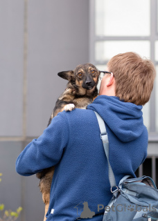 Foto №4. Ich werde verkaufen mischlingshund in der Stadt St. Petersburg. quotient 	ankündigung - preis - Frei
