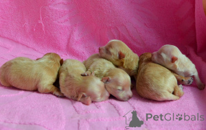 Foto №1. maltipu - zum Verkauf in der Stadt Kiew | 1453€ | Ankündigung № 167463