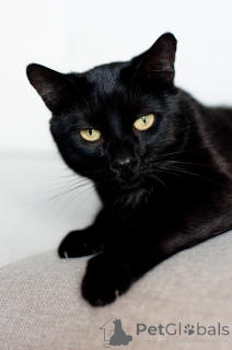 Foto №4. Ich werde verkaufen  in der Stadt Minsk.  - preis - Frei