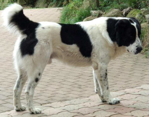 Zusätzliche Fotos: Zentraler asiatischer Schäfer Dog Puppy Male