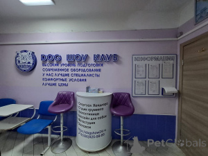 Foto №3. Hotel von Katzen in Russische Föderation