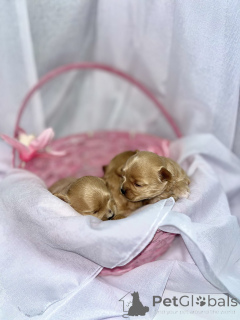 Foto №4. Ich werde verkaufen maltipu in der Stadt Abu Dhabi. quotient 	ankündigung - preis - 1500€