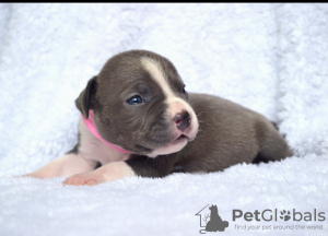 Foto №4. Ich werde verkaufen amerikanischer staffordshire terrier in der Stadt Chisinau. vom kindergarten, züchter - preis - 1325€