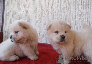 Foto №1. chow-chow - zum Verkauf in der Stadt Perth | 426€ | Ankündigung № 80046