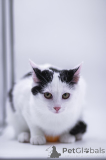 Foto №2 zu Ankündigung № 155317 zu verkaufen  - einkaufen Russische Föderation quotient 	ankündigung