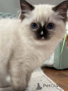 Foto №1. ragdoll-katze - zum Verkauf in der Stadt Limburg | Frei | Ankündigung № 172456