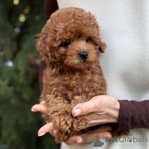 Foto №1. pommersche spitz - zum Verkauf in der Stadt Bamberg | 636€ | Ankündigung № 166803