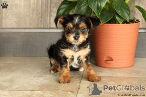 Foto №2 zu Ankündigung № 63838 zu verkaufen yorkshire terrier - einkaufen Deutschland 