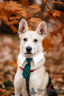 Foto №2 zu Ankündigung № 127947 zu verkaufen mischlingshund - einkaufen Russische Föderation aus dem tierheim