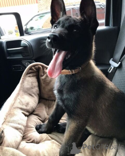 Foto №1. belgischer schäferhund - zum Verkauf in der Stadt Dalby | verhandelt | Ankündigung № 169777