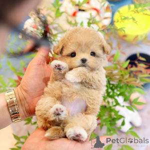 Foto №2 zu Ankündigung № 152225 zu verkaufen maltipu - einkaufen USA züchter