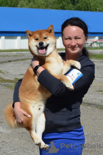 Zusätzliche Fotos: Shiba Inu-Welpenjunge aus dem Zwinger KUMIKO YOSHI