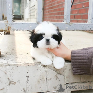 Foto №2 zu Ankündigung № 158391 zu verkaufen shih tzu - einkaufen Finnland 