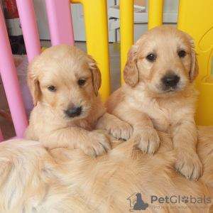 Foto №3. Wunderschöner Golden Retriever zur kostenlosen Adoption. Deutschland