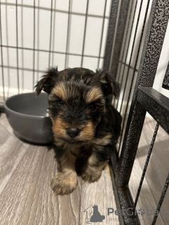 Foto №2 zu Ankündigung № 123458 zu verkaufen yorkshire terrier - einkaufen Finnland quotient 	ankündigung, züchter