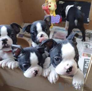 Foto №1. boston terrier - zum Verkauf in der Stadt Бохум | 106€ | Ankündigung № 129613