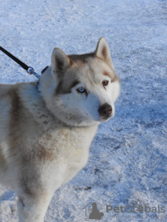 Zusätzliche Fotos: Husky Dymka sucht eine liebevolle Familie mit einem männlichen Anführer!