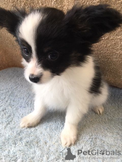 Foto №3. Süße Papillon-Welpen mit Stammbaum zur Adoption in ein liebevolles Zuhause. Niederlande