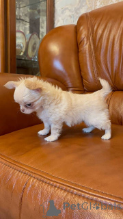 Foto №3. Liebevolle Chihuahua-Welpen zu verkaufen. Business WhatsApp 4915781334108. Litauen