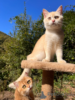 Foto №1. britisch kurzhaar - zum Verkauf in der Stadt Gelendzhik | Frei | Ankündigung № 154748