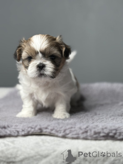 Foto №1. shih tzu - zum Verkauf in der Stadt New York | 319€ | Ankündigung № 139179
