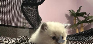 Foto №2 zu Ankündigung № 176007 zu verkaufen schottische faltohrkatze - einkaufen Deutschland quotient 	ankündigung