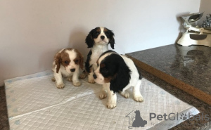 Foto №1. cavalier king charles spaniel - zum Verkauf in der Stadt Дортмунд | Frei | Ankündigung № 123636