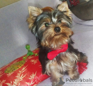 Foto №2 zu Ankündigung № 13740 zu verkaufen yorkshire terrier - einkaufen Ukraine quotient 	ankündigung, züchter