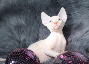 Foto №2 zu Ankündigung № 58437 zu verkaufen sphynx-katze - einkaufen USA züchter