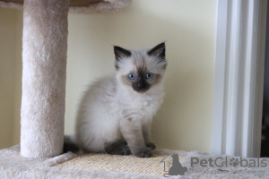 Foto №3. Gesunde Ragdoll-Kätzchen sind jetzt zum Verkauf verfügbar. Australien