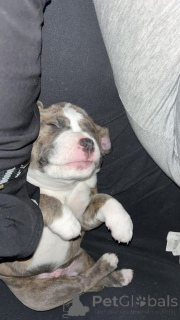 Foto №4. Ich werde verkaufen american bulldog in der Stadt 665 Standort Colonia. quotient 	ankündigung - preis - 833€