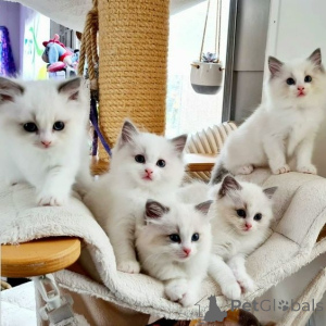 Foto №1. ragdoll-katze - zum Verkauf in der Stadt Köln | 250€ | Ankündigung № 155936
