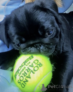 Foto №2 zu Ankündigung № 159840 zu verkaufen mops - einkaufen Die Philippinen quotient 	ankündigung