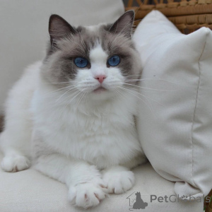 Foto №2 zu Ankündigung № 156268 zu verkaufen ragdoll-katze - einkaufen Italien quotient 	ankündigung