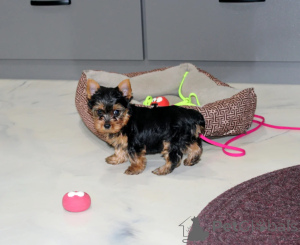 Foto №2 zu Ankündigung № 172123 zu verkaufen yorkshire terrier - einkaufen Japan 